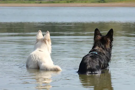 Le Chemin du Chien