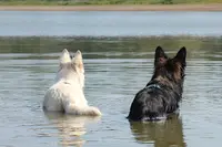 Le Chemin du Chien