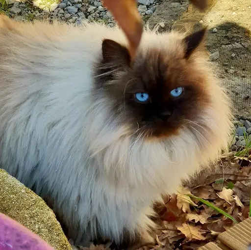 Chat Siberien Chatterie Ice Flowers