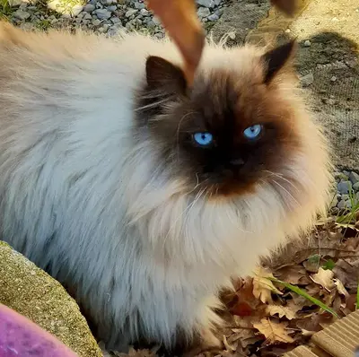 Chat Siberien Chatterie Ice Flowers