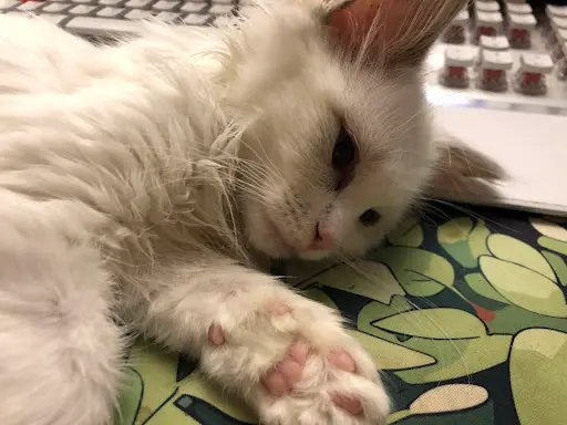 Ragdoll Petite Camargue