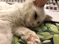 Ragdoll Petite Camargue