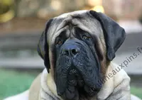 La Colline aux Pins d'Or - Elevage Mastiffs