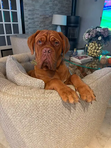 Elevage de Dogue de Bordeaux des Legendes de Newver