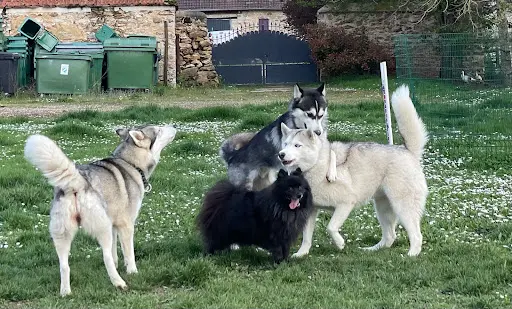 Mystères Canins