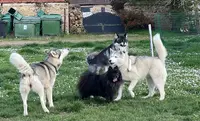 Mystères Canins