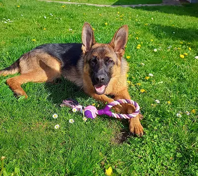 Animal Conex – Comportementaliste & Éducateur Canin Dans le Val-de-marne (94)