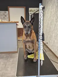 Au Bonheur des Chiens