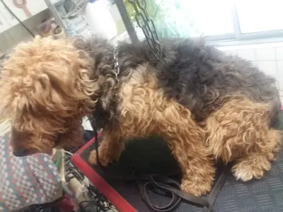 Aux Artistes Chiens