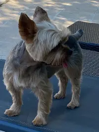 Le Chien Elégant