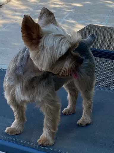 Le Chien Elégant