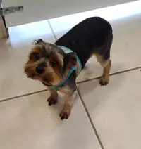 Le Ch Ti Pollux Toilettage Canin et Félin