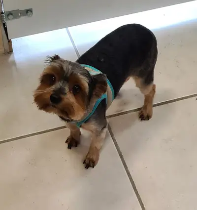 Le Ch Ti Pollux Toilettage Canin et Félin