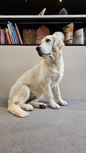 Elevage Golden Retriever du Haut Flécheray