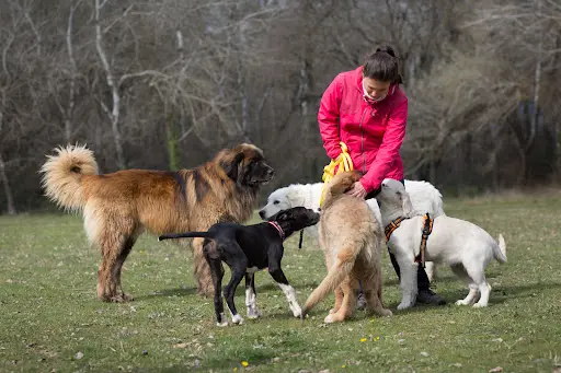 Patte À Patte, Éducation et Médiation Canine Drôme (26) Ardèche (07)