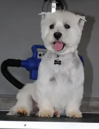 l'Espace Canin