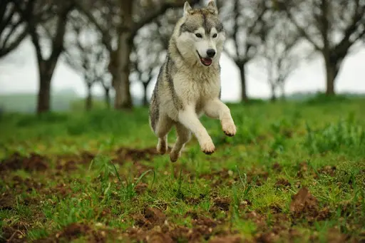 Husky Passion