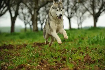 Husky Passion