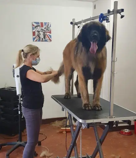 Louny Dog S