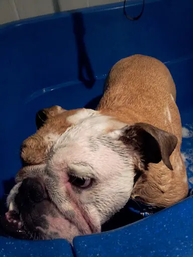 Lilypets
