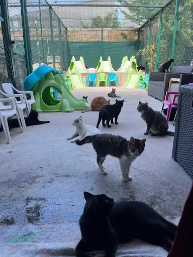 Bon Œil Bon Chat