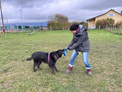 Amicanis, Éducation Canine