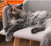 Chatterie Maine Coon du Clan Marmottes