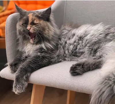 Chatterie Maine Coon du Clan Marmottes