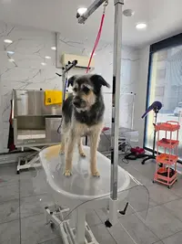 Frimousse Toilettage Canin & Félin, Garderie Canine