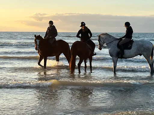 Écurie de Nira / Pension Pour Chevaux Deauville - Balnéothérapie - Débourrage - Gites