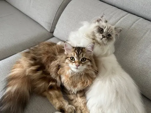 Chatterie des Sibériens So Chic - Elevage de Chats et Chatons Sibériens - Yvelines - Ile de France