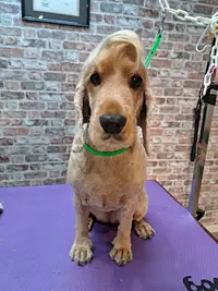 Toilettage Candy Dog