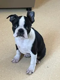 Élevage Chan Chue ( Chiots Boston Terrier Normandie Calvados Orne Manche Seine-maritime Ile de France )