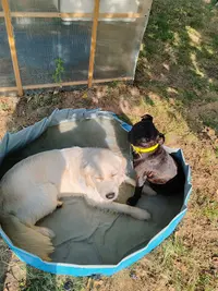 Au Bonrepos Canin