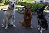 Sg Education Canine