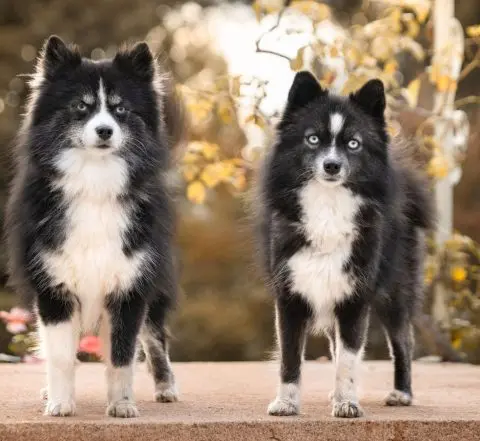 Pomsky Little Chic
