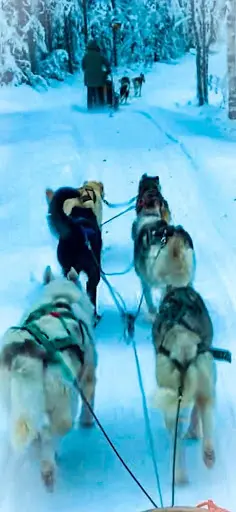Dog Educ Academy