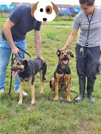 Mission Educ’canin - Educateur Canin Rouen