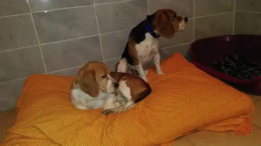 La Chataigneraie de Bel Air