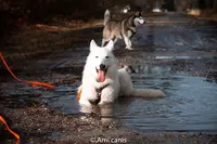 Ami Canis