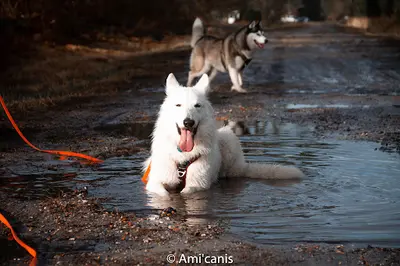 Ami Canis