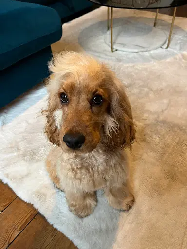 Au Chien Beauté - Toilettage Professionnel