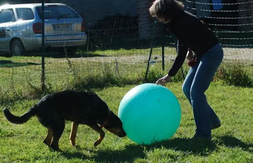 Des Chiens et des Hommes