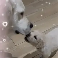 Élevage Tasty Love