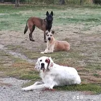 Sianadog31