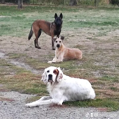 Sianadog31
