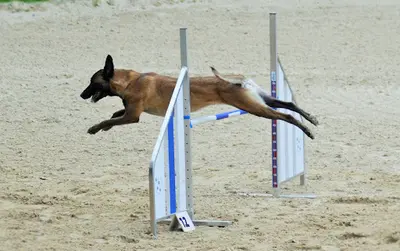 Atouts Chiens + Élevage des Précieuses Fées