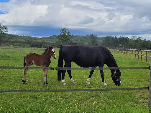 Haras Près Clermont-ferrand - Haras d'Elah