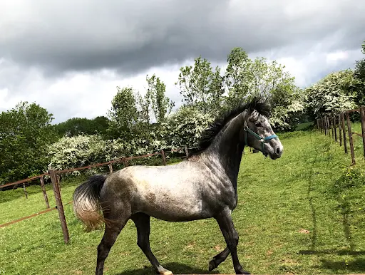 Écurie du Haras du Bosc