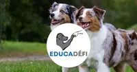 Educ@défi
